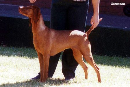 Image of Graebrook Dantes Suswa