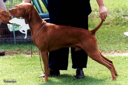 Image of Ciganyoz Redstorm Rising (AI)