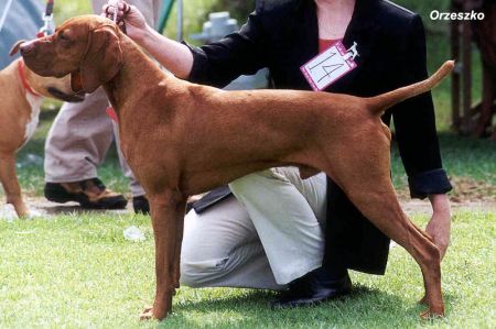 Image of Palaway Winters Moon