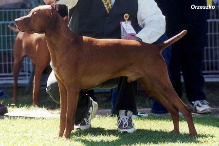 Image of Kimlise The Lamplighter