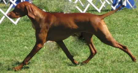 Image of Red Oak's Fire When Ready