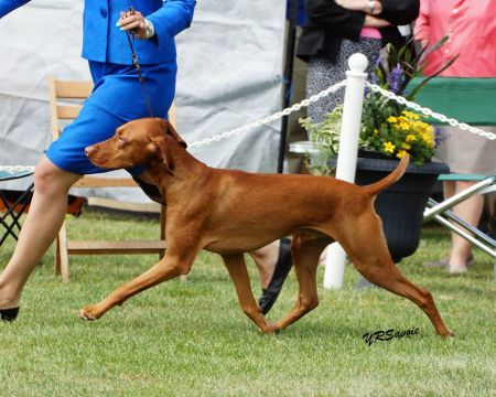 Image of Dezertfyre's Wild Blue Yonder