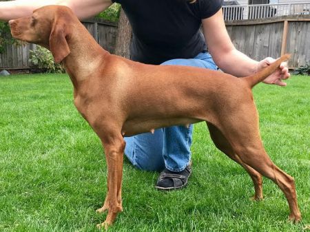 Image of Tierah-Sokoldalu's Caramel Apple