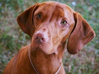 Image of Hilldale's Winter Warrior Cmf