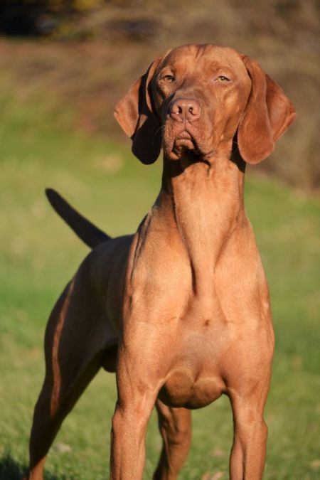 Image of Glade Mill Whiskey Sour