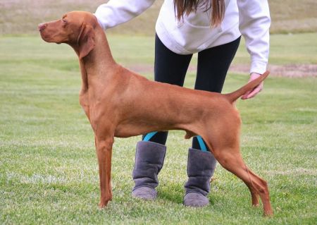 Image of Glade Mill Whiskey Sour