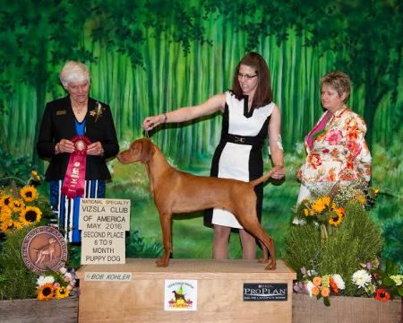 Image of Jnek's Addicted To Love