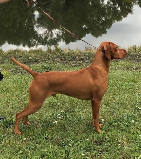 Image of Jnek's Riding with The King