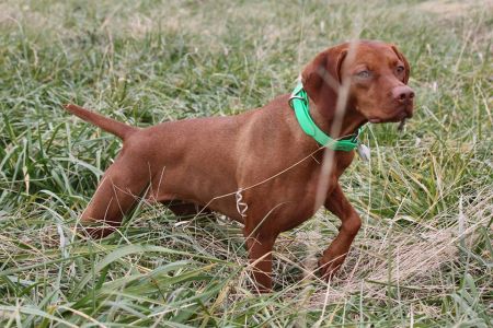 Image of Jnek So What's Your Point