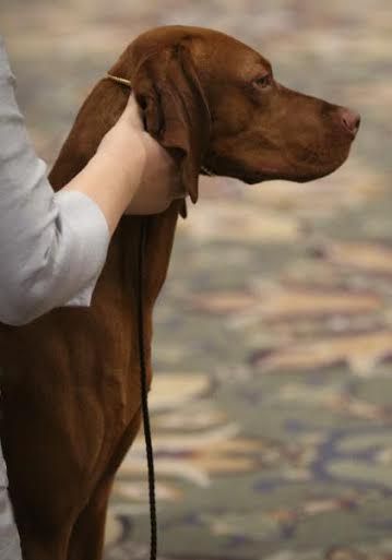 Image of Happy Tails Calix