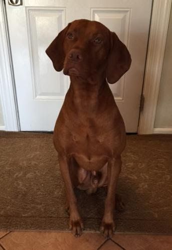 Image of Happy Tails Calix