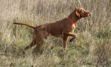 Image of Zerge von Haus Schladern