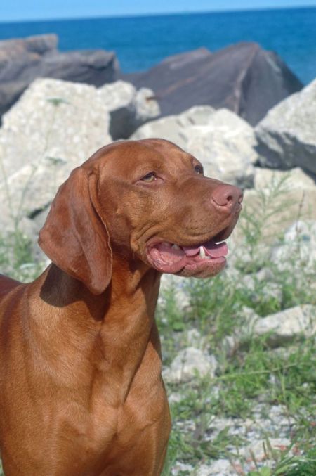 Image of Jnek's Sir Charles Barkley