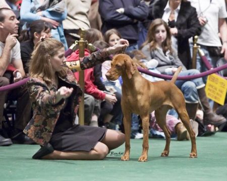 Image of Jnek's Sir Charles Barkley