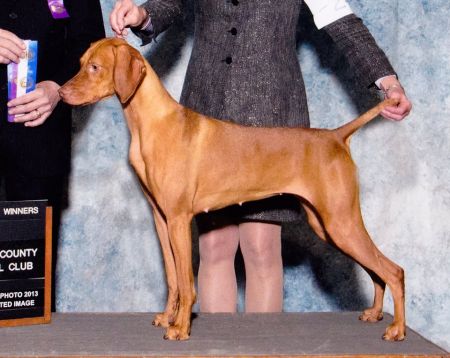 Image of Renaissance Sheza Panther Diva