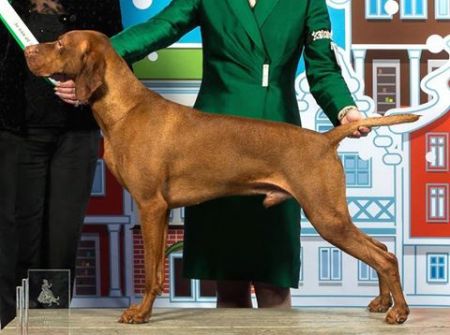 Image of Bitcon Card Tricks for Cooley