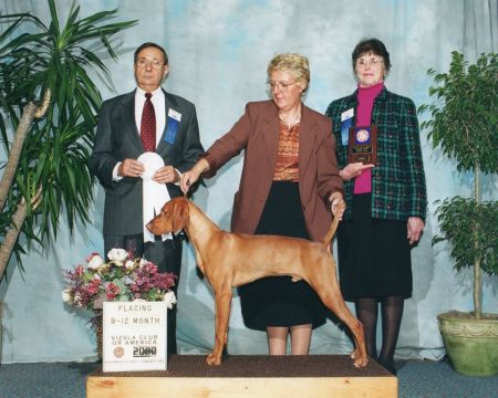 Image of Jnek's Steam Heat