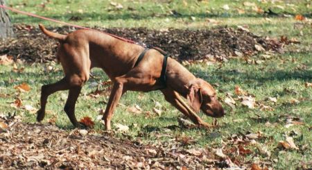 Image of Jnek's Teacher's Pet