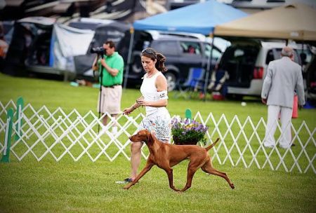 Image of Jnek's As You Wish