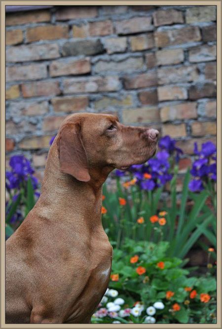 Image of Piszkei Gondos