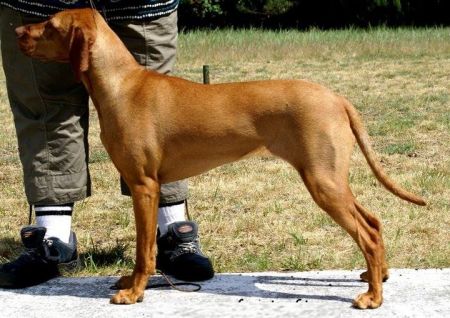 Image of Piszkei Gondos