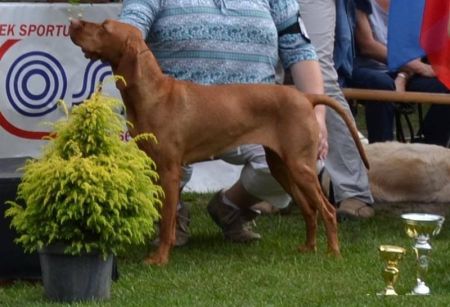 Image of Piszkei Gondos