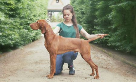 Image of Utazó Szives