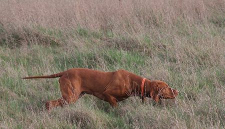 Image of Utazó Szives