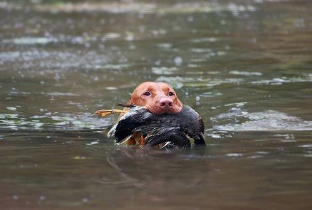 Image of Utazó Szives