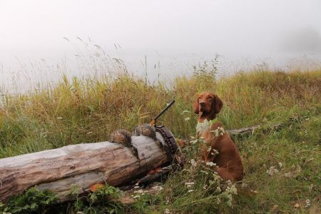 Image of Numeror's Borgil