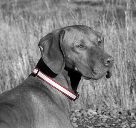 Image of Chataway Bradley