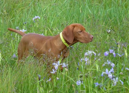 Image of Bajolo Sweet Charlotte