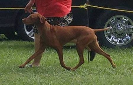 Image of Bajolo Sweet Charlotte