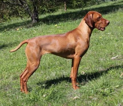 Image of Barat Never-Shakespeare (AI)