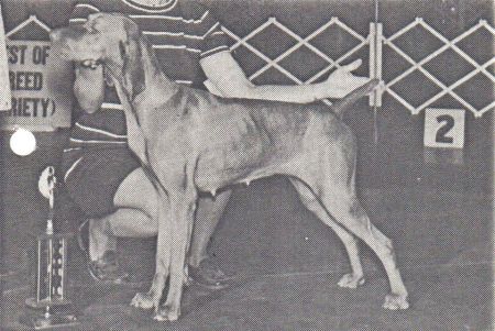 Image of Arra's Miss Brandi