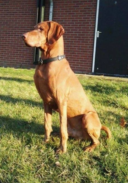 Image of Aranyvadász Furkesz