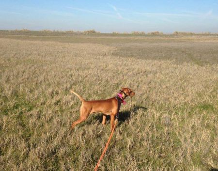 Image of Wall Canyon's New Wave