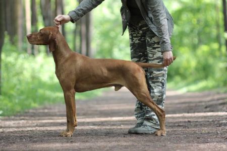 Image of Gucci Kievskie Kashtany