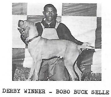 Image of Bobo Buck Selle