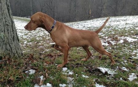 Image of Red Oak's Leather And Lace