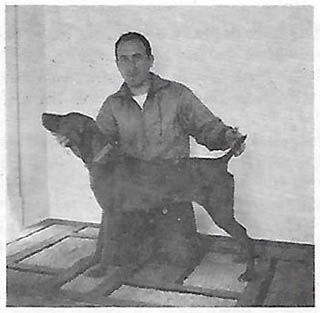 Image of Justhill's Sandy