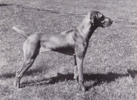 Image of Miss Mingo Terreparte