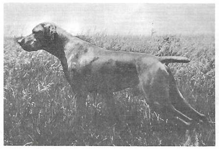 Image of Bobo Buck Selle