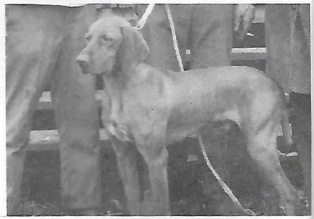 Image of Earl's Red Rogue