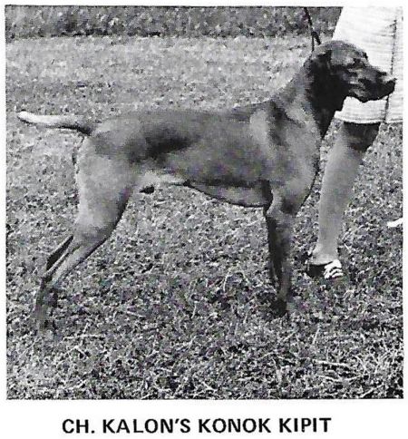 Image of Kalon's Konok Kipit