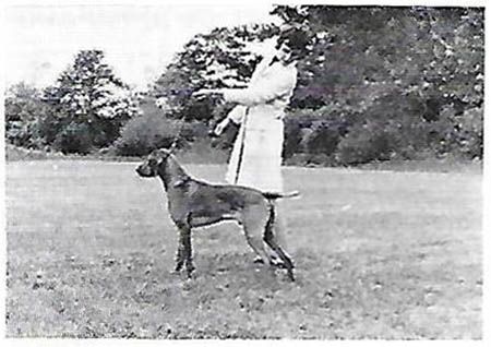 Image of Kalon's Konok Kipit