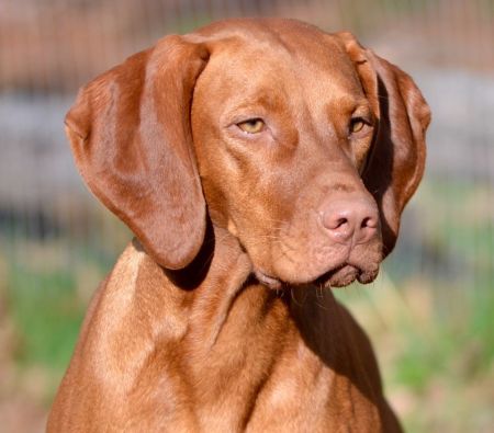 Image of Firelight's Start A Revolution