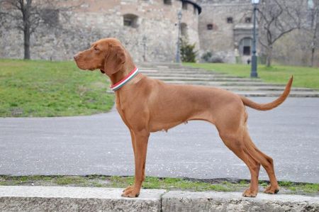 Image of Dafné Boglarca