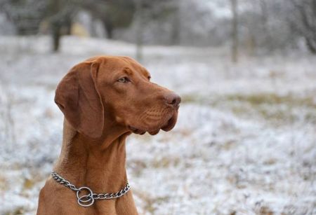 Image of Dafné Boglarca