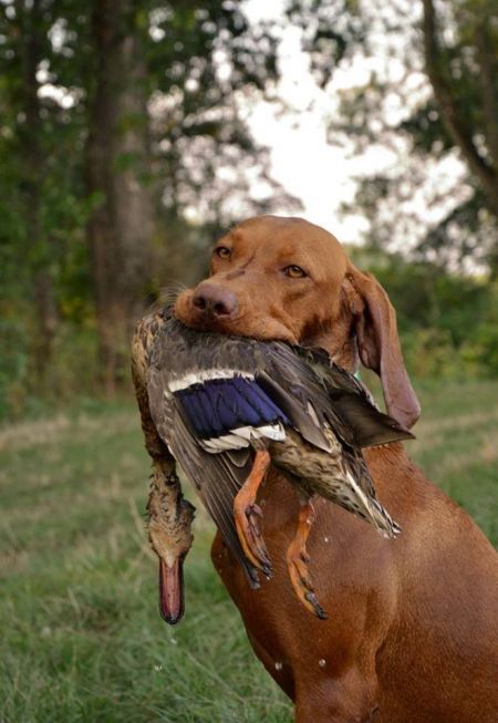 Image of Dafné Boglarca